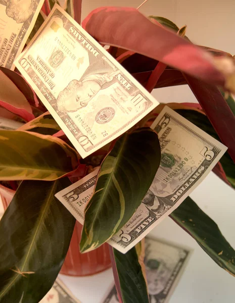 Concept ideas : Money grows on a tree. Bills lie in the plant