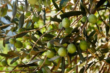 Doğal ortamında ağaçta yeşil zeytin