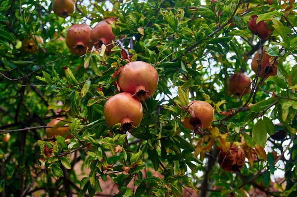 doğal koşullarda ağaçta yetişen nar