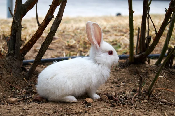 Yerde oturan küçük beyaz tavşan Closeup fotoğraf — Stok fotoğraf