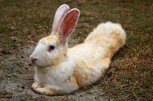 Yerde oturan küçük beyaz tavşan Closeup fotoğraf — Stok fotoğraf