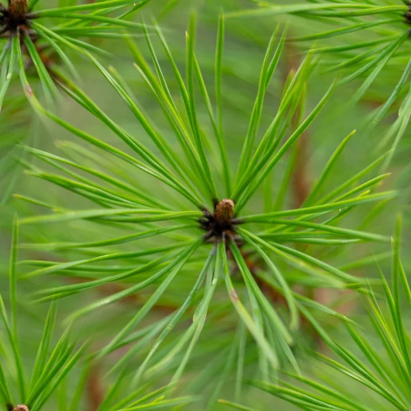 yeşil iğne çam ağacının dikişsiz desen. Dalların ucundaküçük çam kozalağı. Arka planda bulanık çam iğneleri