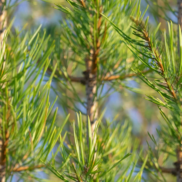 seamless pattern Pine tree leaves. Pine tree needle leaves close up