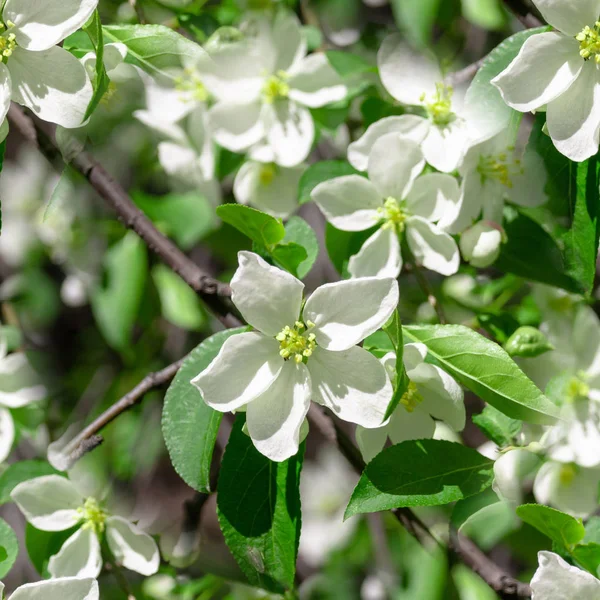 Bezproblémový vzor Kvetoucí strom jabloní za slunného letního dne — Stock fotografie