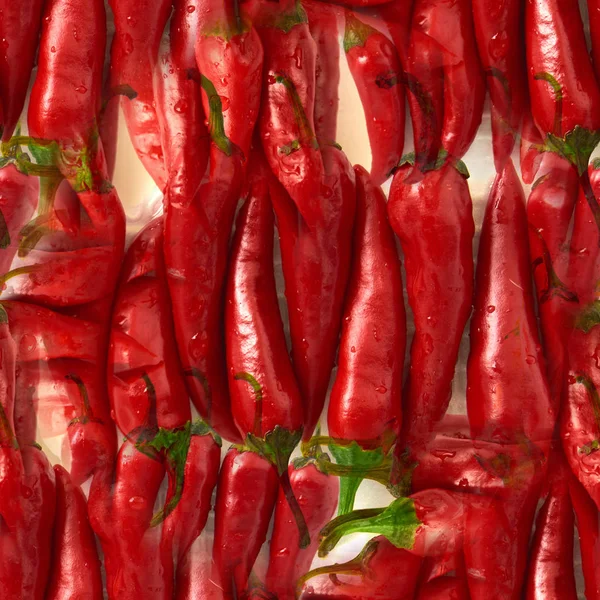 Modello senza cuciture peperoncino rosso. isolato su sfondo bianco — Foto Stock