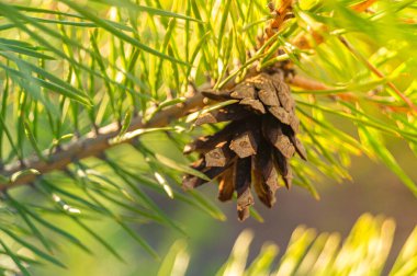 Çam ağacı yaprakları. Çam ağacı yaprakları yakın.
