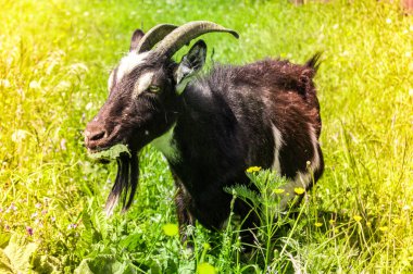 mera da yeşil ot yiyen keçi