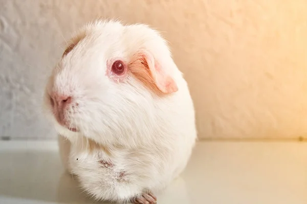 Kırmızı gözler Ile komik beyaz cavy portresi