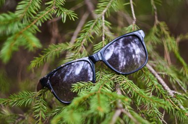 Kayıp güneş gözlükleri ladin dalında asılı..