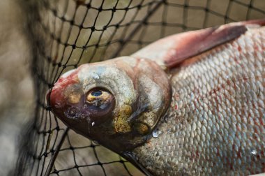 Balık yakaladım. Yakalayın. hobi olarak balık tutmak.