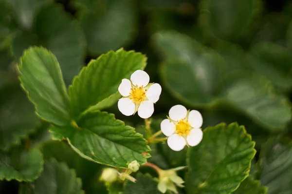 Vita Jordgubbar Blommor Bland Gröna Blad Säng — Stockfoto