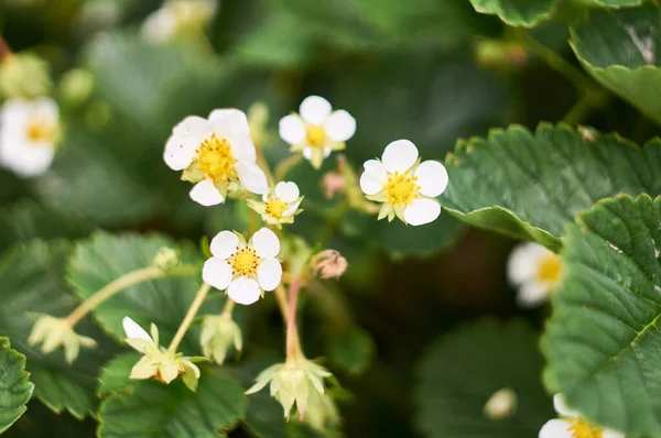 Vita Jordgubbar Blommor Bland Gröna Blad Säng — Stockfoto
