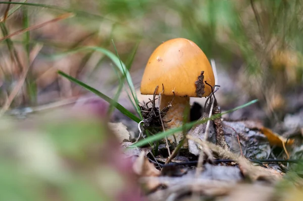 Gros plan de la mouche champignon agarique dans la forêt — Photo