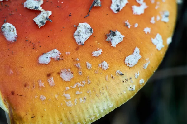 Крупный план мухи Агарского гриба в лесу — стоковое фото