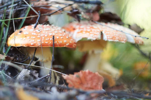 Gros Plan Mouche Champignon Agarique Dans Forêt — Photo