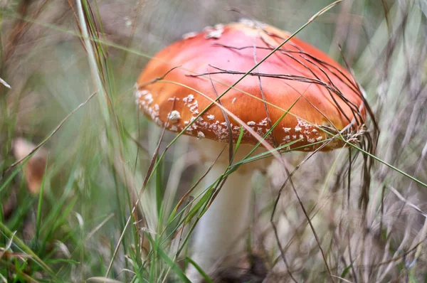 Gros Plan Mouche Champignon Agarique Dans Forêt — Photo