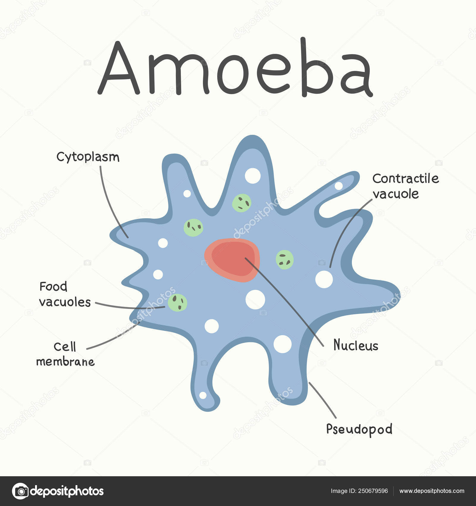 Amoeba Structure Microorganism Vector Graphics Stock Vector Image By C Yaroslav Reis 250679596