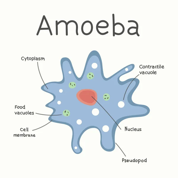 Amoeba Struktur Mikroorganisme Grafis Vektor - Stok Vektor