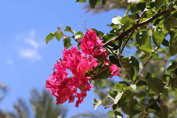 A branch of beautiful dark pink flowers