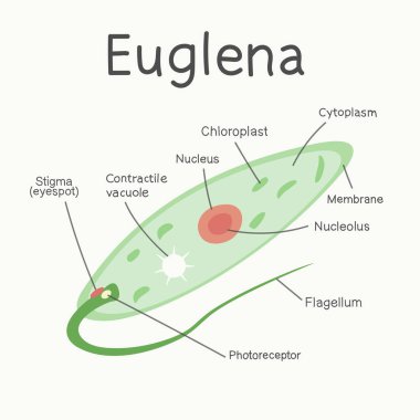 Euglena Free Vector Eps Cdr Ai Svg Vector Illustration Graphic Art