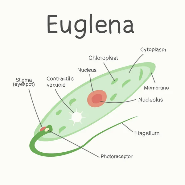 Euglena - mikroorganizma yapısını. Vektör grafikleri.
