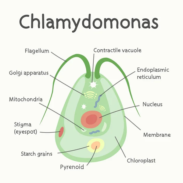 Chlamydomonas Strukturen Mikroorganism Vektorgrafik — Stock vektor