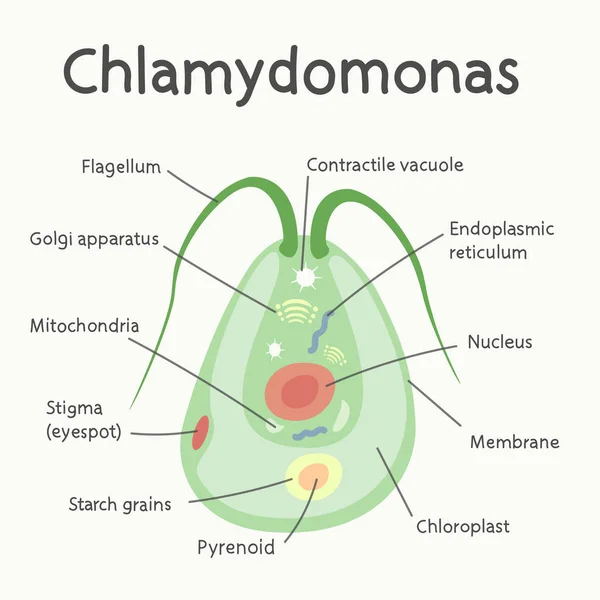 Chlamydomonas Struktura Mikroorganismy Vektorové Grafiky — Stockový vektor