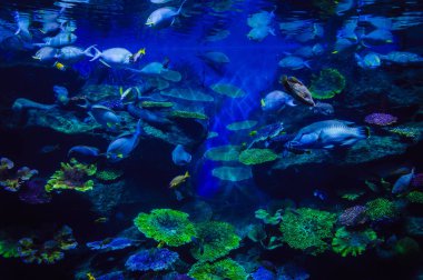 Renkli balık ve mavi ışıkla bir akvaryumun yakın çekimi
