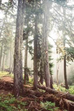 Güneş, Seattle yakınlarındaki ormanın derinliklerinde sislerin içinden parlıyor.