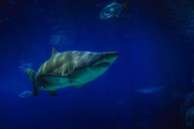 Oceanarium büyük köpekbalığı