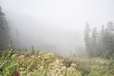 Seattle yakınlarındaki ormanda sisli bir sabah.