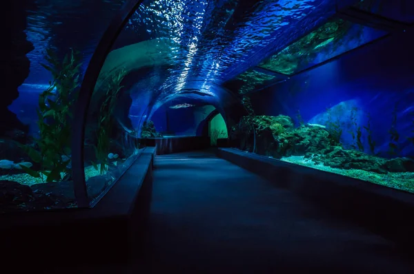 Corredor Vazio Oceanário Tailândia — Fotografia de Stock