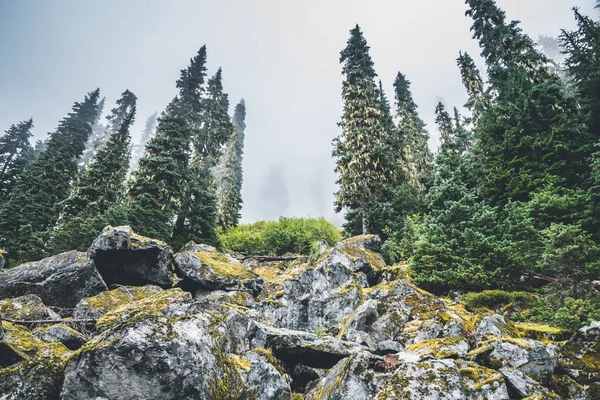 Seattle yakınlarındaki dağdaki orman sisle kaplıydı.