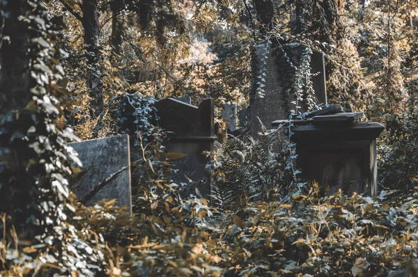 Terk Edilmiş Eski Mezarlıkta Eski Mezarlıklar — Stok fotoğraf