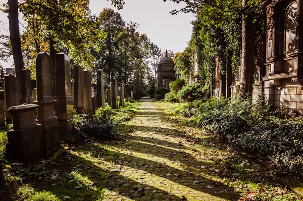 Alley Mellan Gröna Träden Kyrkogården — Stockfoto