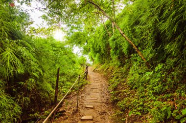 Tropikal ormanda dar patika.