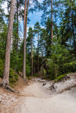 Ulusal parkta güneşli bir günde, arka planda mavi gökyüzü olan ormandaki uzun yeşil ağaçlar.