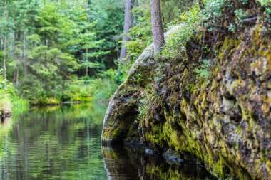 Yeşil çimlerin ve ıslak taşın üzerindeki yosunların yakın görüntüsü