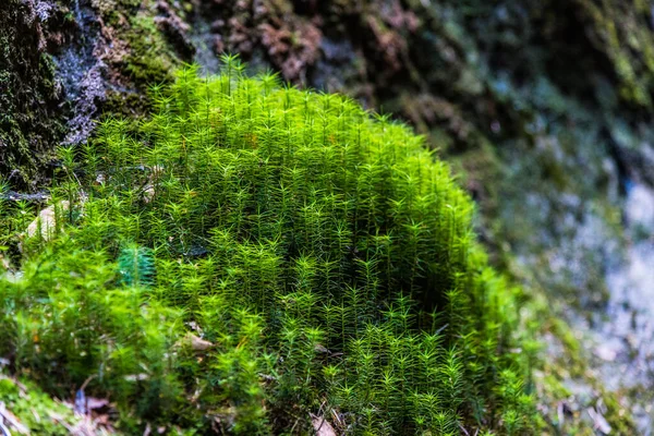Macro Tiro Musgo Verde Floresta Escura — Fotografia de Stock