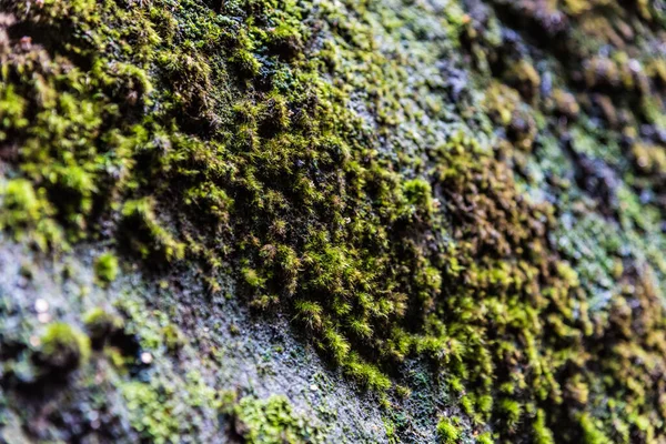 绿苔覆盖的潮湿的石头 — 图库照片