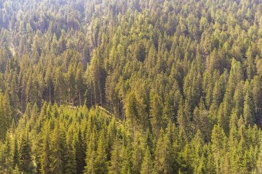 Güneş doğarken Alpler 'de açık yeşil bir orman