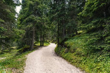 Dolomitlerdeki dağ ormanında çakıl yolu.