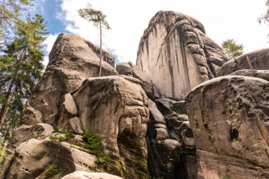 Kayalarda büyüyen uzun ağaçlar.