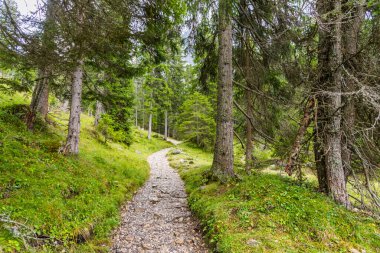 Dar patikalı dağlardaki Evergreen Ormanı