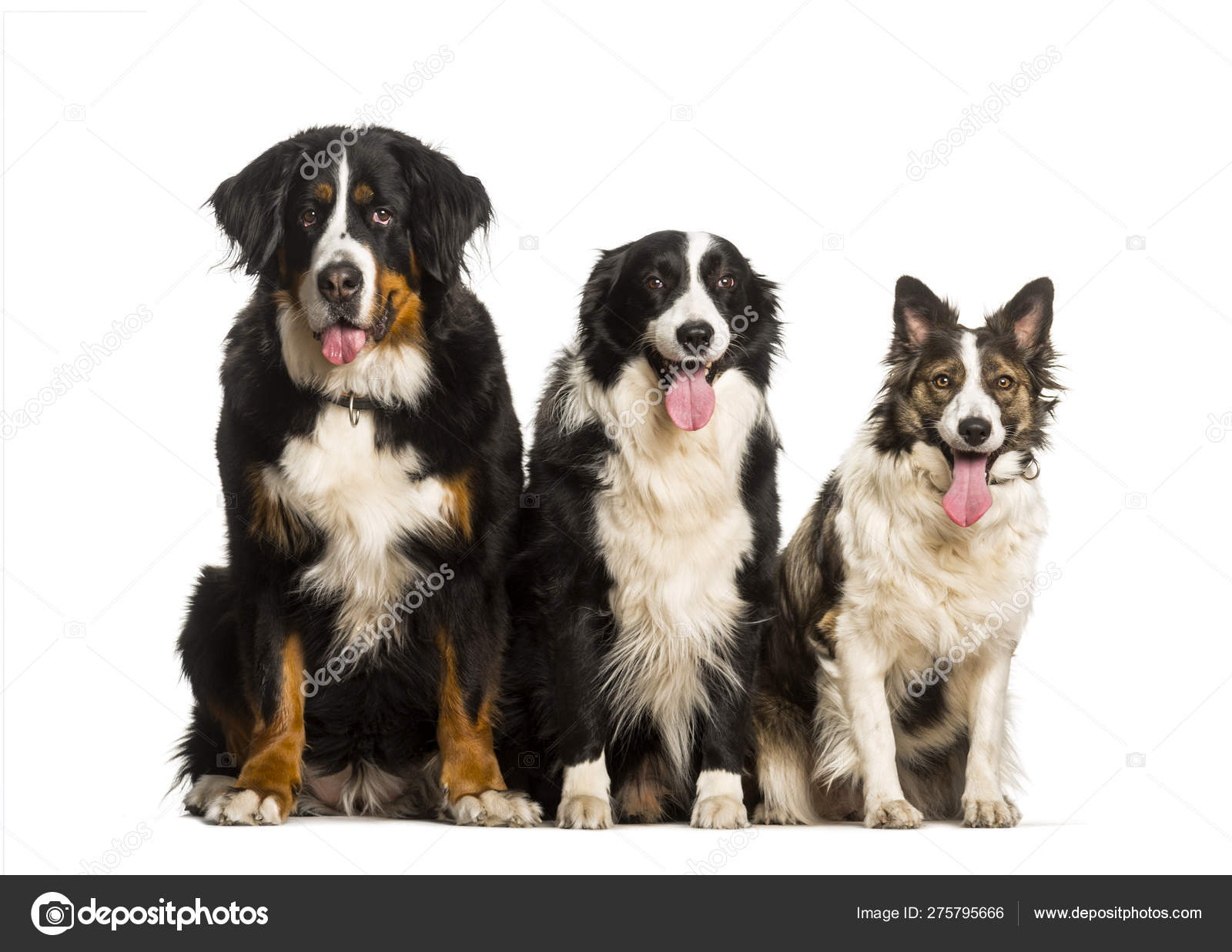 Bernese Mountain Dog Border Collie And Mixed Breed Dog Sitting Stock Photo Image By C Gppets 275795666