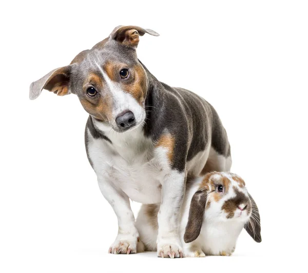 Jack Russell terrier and rabbit sitting against white background