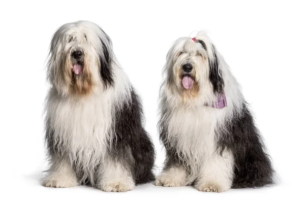 Bobtail dogs sitting against white background