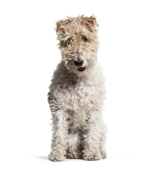 Sitting Fox Terrier dog, isolated on white