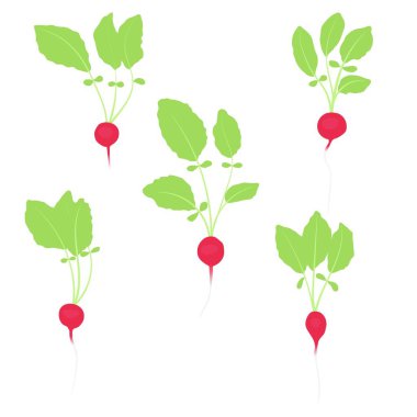 taze turp 5 bitkiler illüstrasyon eps vektör