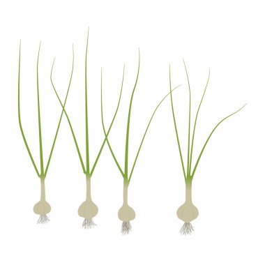 Sarımsak 4 bitkiler illüstrasyon eps vektör